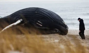 https://www.theguardian.com/us-news/2023/feb/15/new-jersey-whale-death-wind-turbines